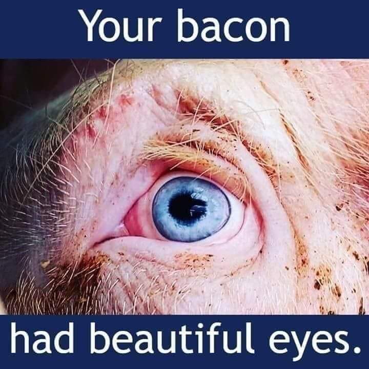 What colour eyes? 🔪 Can you imagine what they go through? #pigs #bacon #bekind #wakeup #animallovers #AnimalCruelty #animalrights #compassion #slaughterhouse #meatismurder