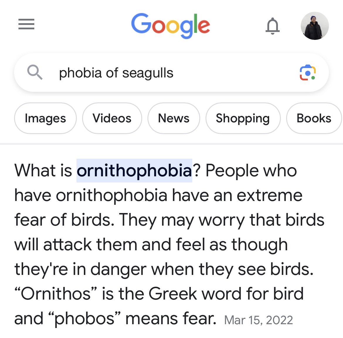 stevedorv's tweet photo. fr tho if you’ve ever seen me running down the street absolutely tweaking it’s bc of birds. i hate seagulls more than i hate mosquitoes… and that’s saying a lot https://t.co/NvFSDUnVzW