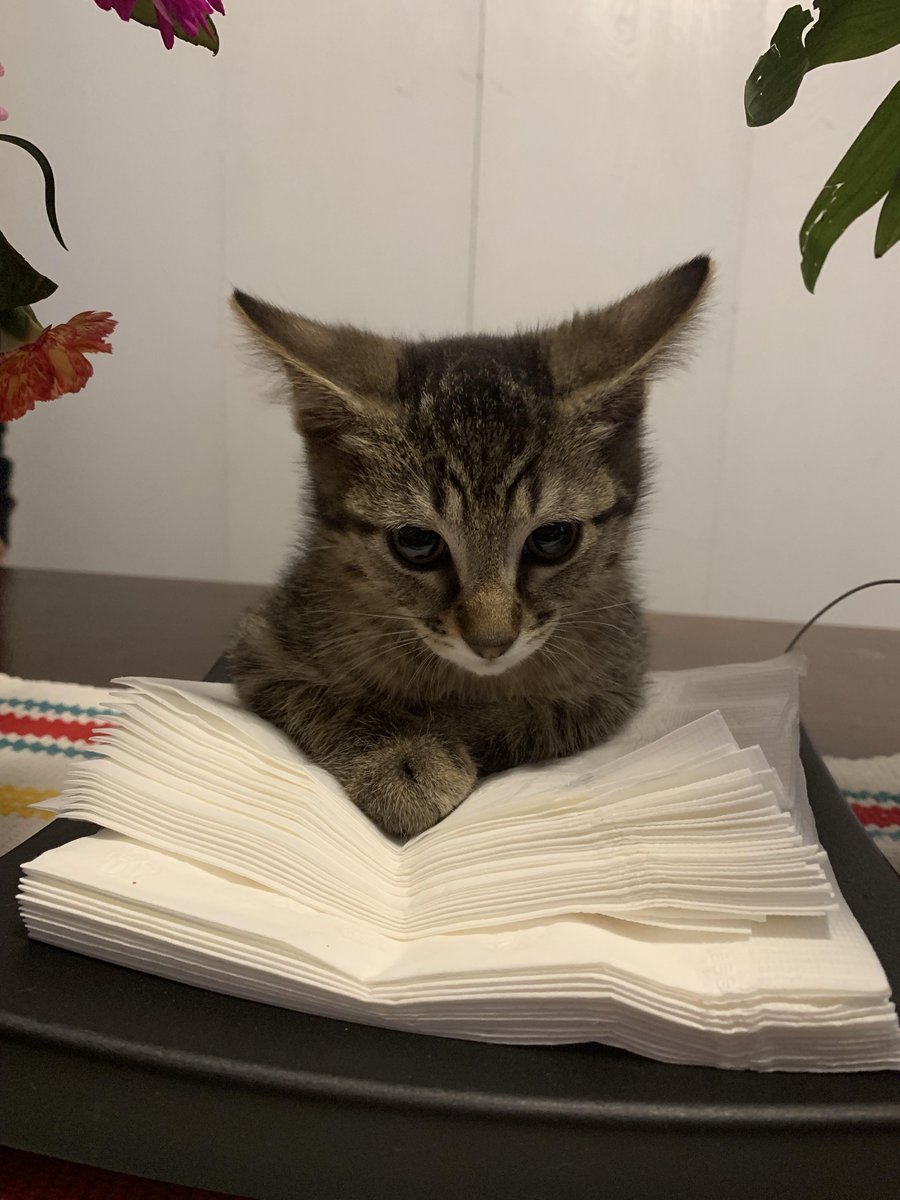 HumTinky's tweet image. u,mm... i,m takeign theise. nap kins, kaye? ., '