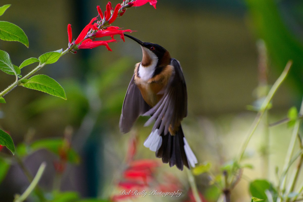 An Eastern Spinebill in the garden🙂 #BirdlifeOz #birdsinbackyards #abcaustralia #abcmyphoto #visitgippsland #MyNikonLife  #BirdsSeenIn2023 #ausgeo #abcgippsland #Gippsland #birdphotography #birds #nikonaustralia #nikond850📷