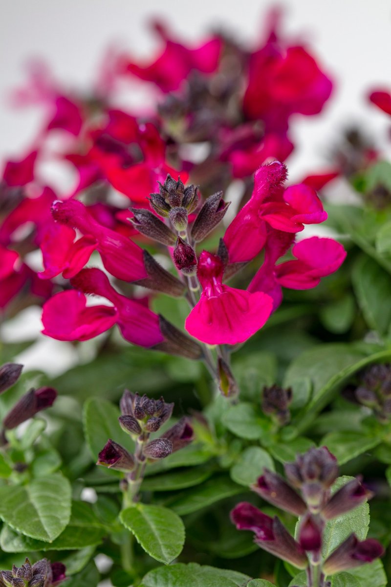 FBTScom's tweet photo. Salvia VIBE Ignition Fuchsia is looking good right now. https://t.co/Q7YGiWBtQm