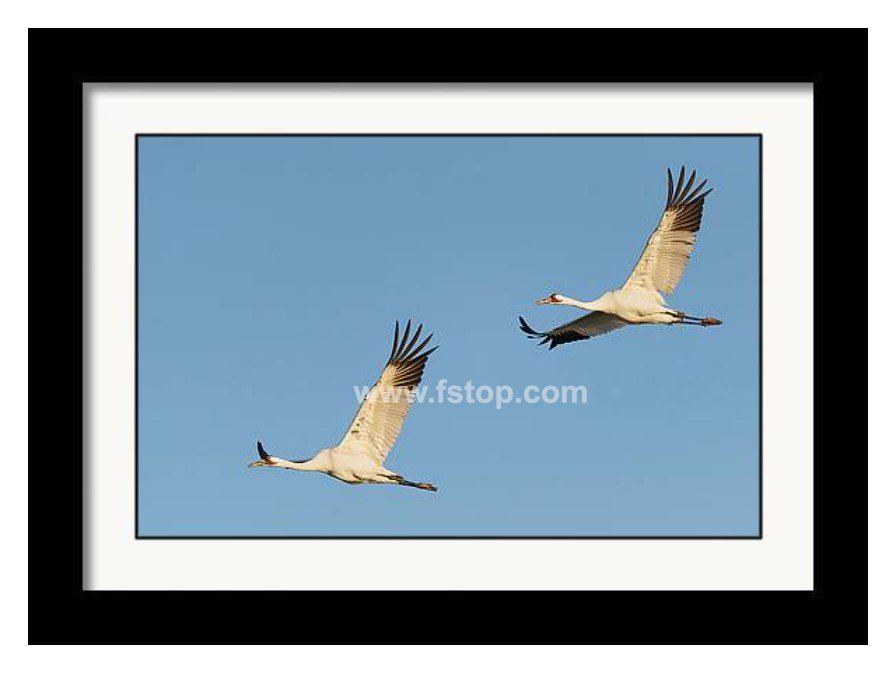 Whooping Cranes!

fineartamerica.com/featured/whoop…

#wildvisiondotcom
#puttaswamyravishankar
#perfectgift #ಪುರಶಂ #fstopdotcom #bangaloredotcom #nature #naturephotography #BuyIntoArt #AYearForArt #Art #cosmictouchdotcom #visualrhythmcampus