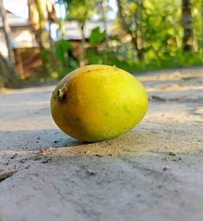 takhatiya's tweet photo. पेड़ से आम गिरता है तो लोग दौड़ते हैं 🏃‍♂️🏃‍♂️ इसलिए आम को अंग्रेजी में man- go कहते हैं। 🤣🤭 https://t.co/rxkOZayUIY