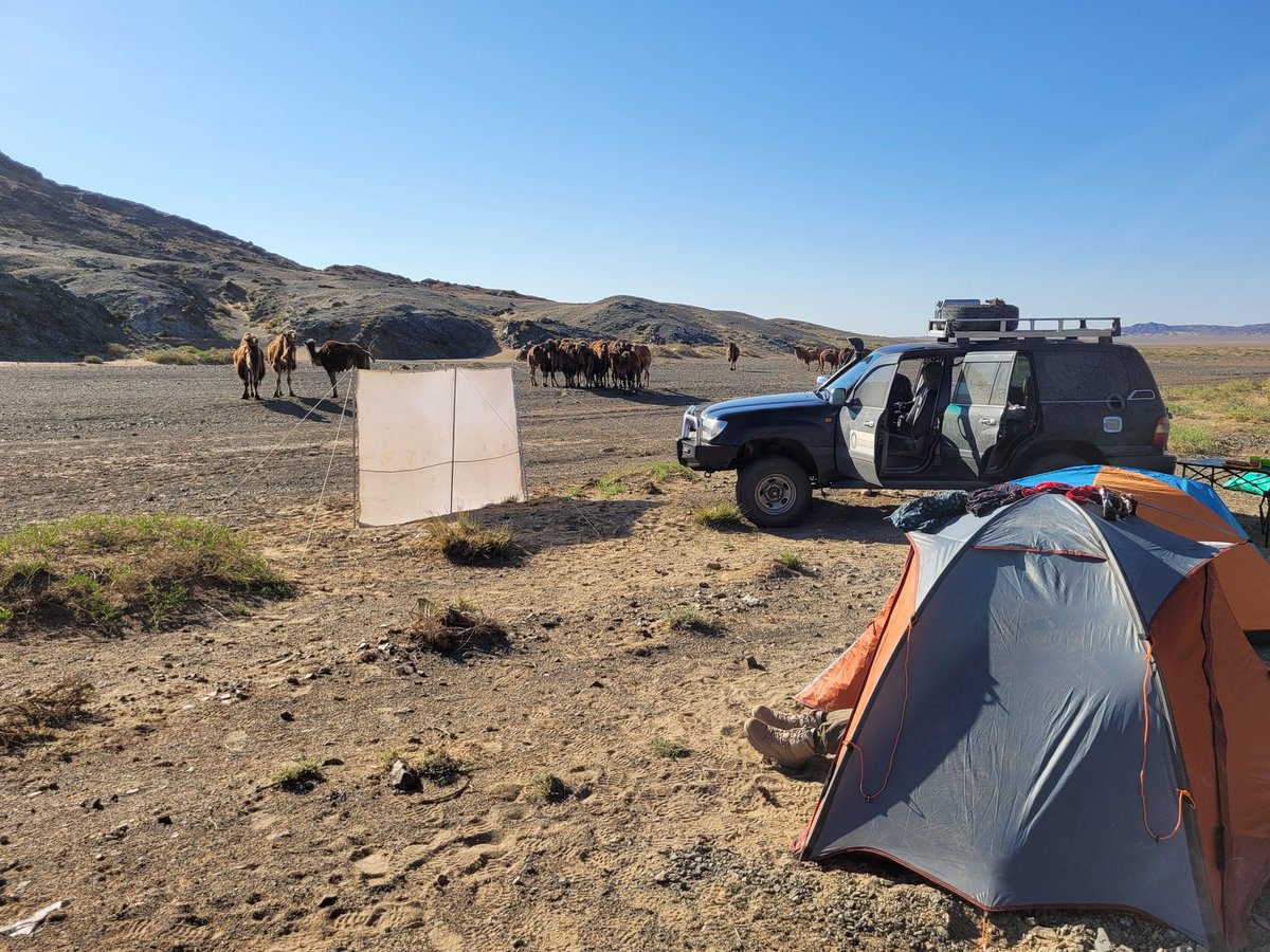 The first week of our next expedition to SW Mongolia (Trans-Altai Gobi) has passed! We have reached the unique, one of the last oases in the Gobi Desert, likely as the first Poles and the first entomologists in 30 years! What a unique area and an honor!!