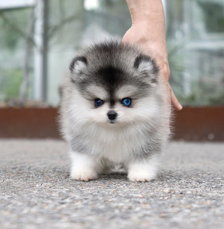 Rafsby | a KID called BEAST tweet media