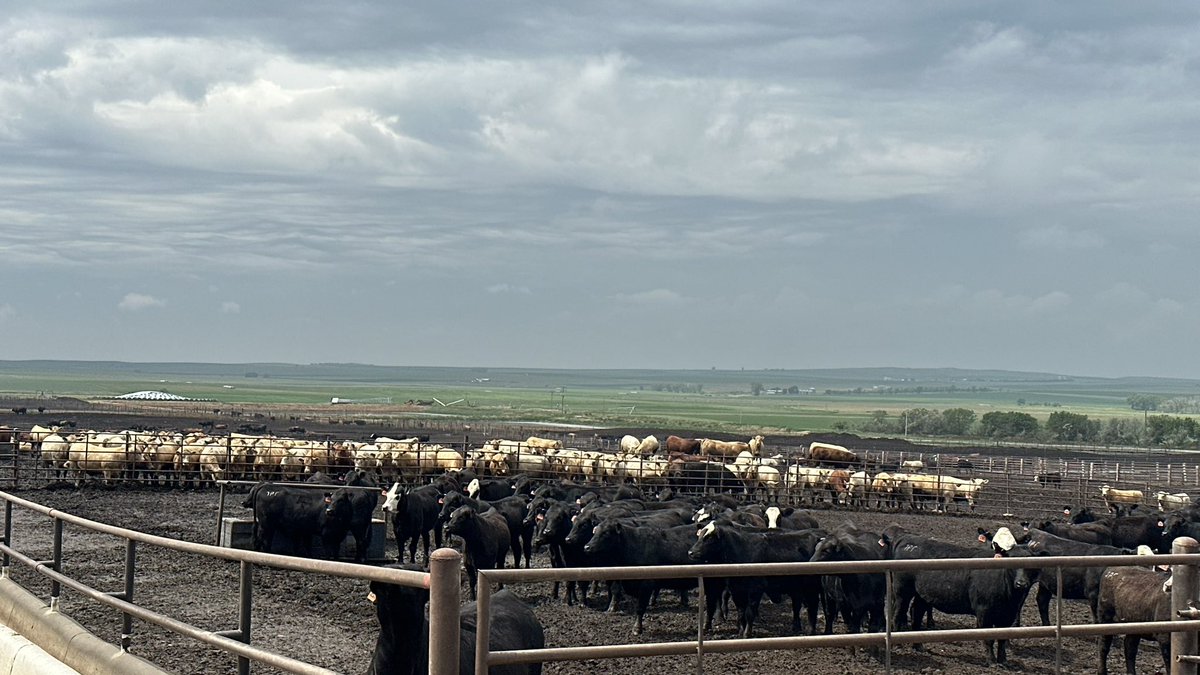 Katemahercsu's tweet photo. #CattlemenToCattlemen had another great day in SD visiting Winner Circle Feedyard to learn more about the Fed Cattle Challenge. A great program by @sdcattlemensfdn that gives high school students the opportunity to learn more about the cattle feeding business firsthand. #SDBeef https://t.co/69mWl9ZVZr