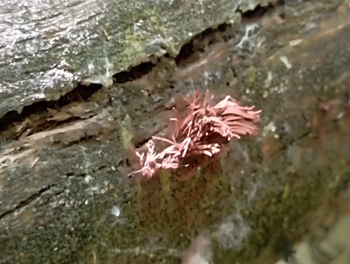 Bomber9150's tweet photo. Some kind of mushroom, I'm not sure what it is, but it looks like a slime mold. And by the way, the mushroom is so rumpled because I didn’t understand what it is and decided to poke my finger at it, and he was soft 😅
#Ukraine #Dnipro #Travel #nature #mashrum https://t.co/pn57eFRVhz