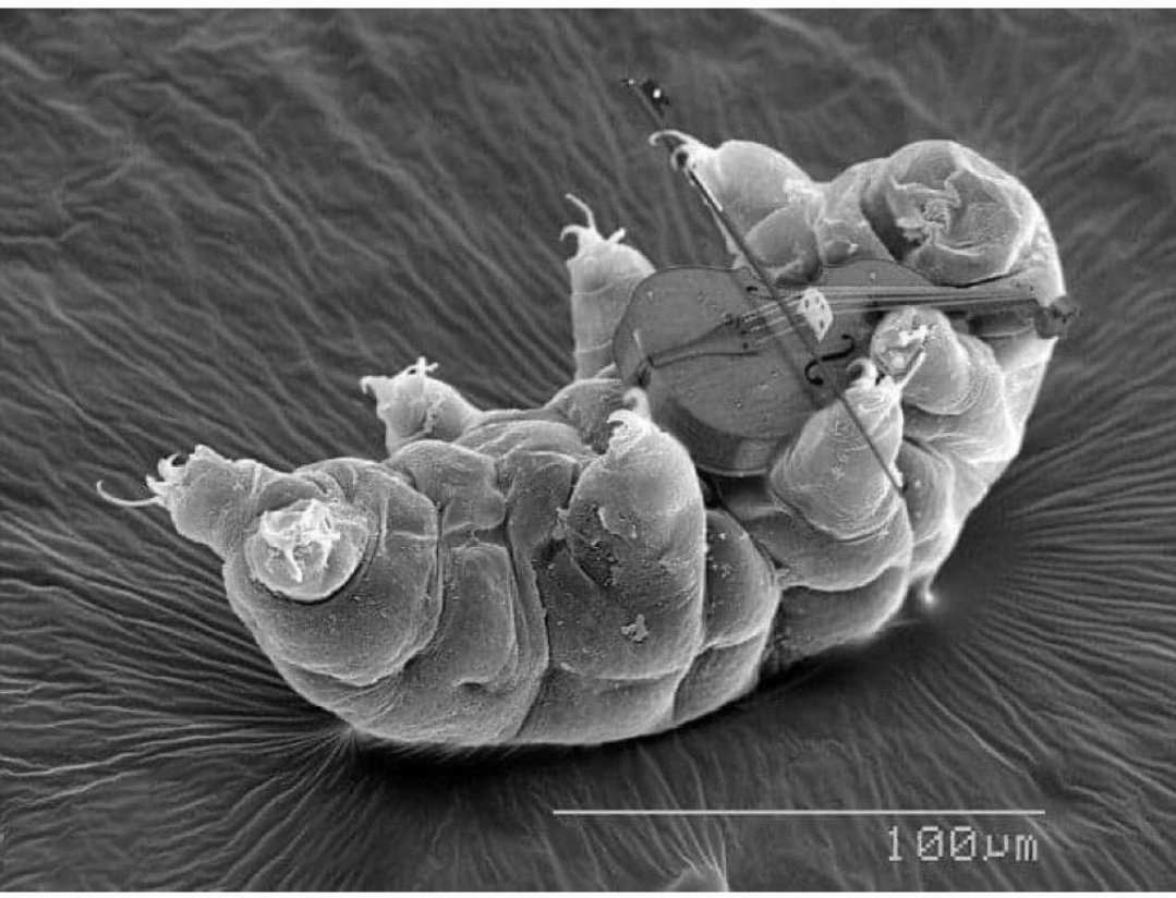 @TheRickWilson @CliffBuck1307 Tardigrades are microscopic creatures with an average length of 0.1mm to 0.5mm. They are bilaterally symmetric and have a total of eight lobopodious legs that are loosely conical in shape. 

Here's one playing a violin.