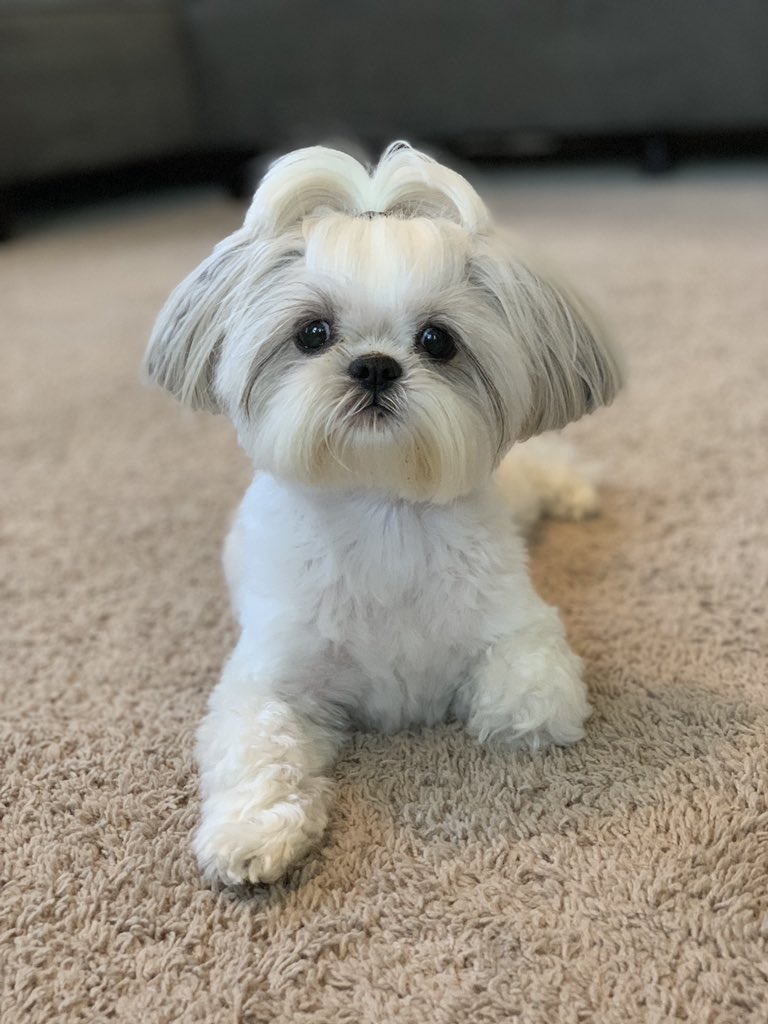 Winston & Osmond (Otto 🌈💔😭 KC) tweet media