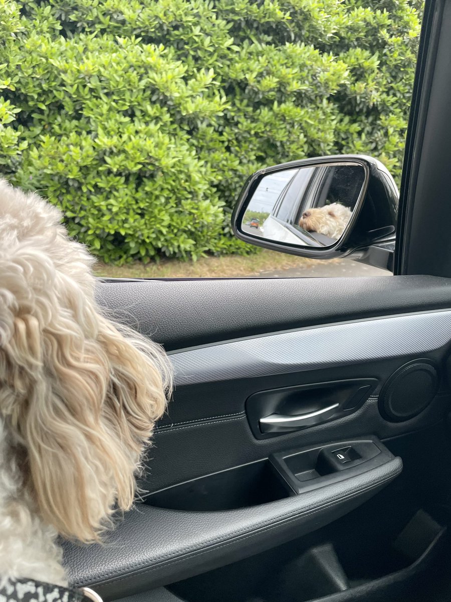 Driving along in my automobile, my Daddy beside me at the wheel … #dogtwitter #dogsoftwitter #takeyourdogtoworkday