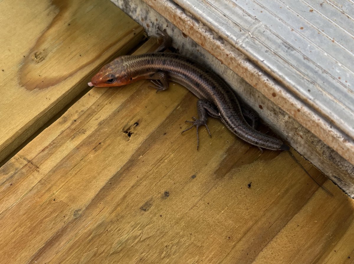 This skink wanted to come inside. Cute.