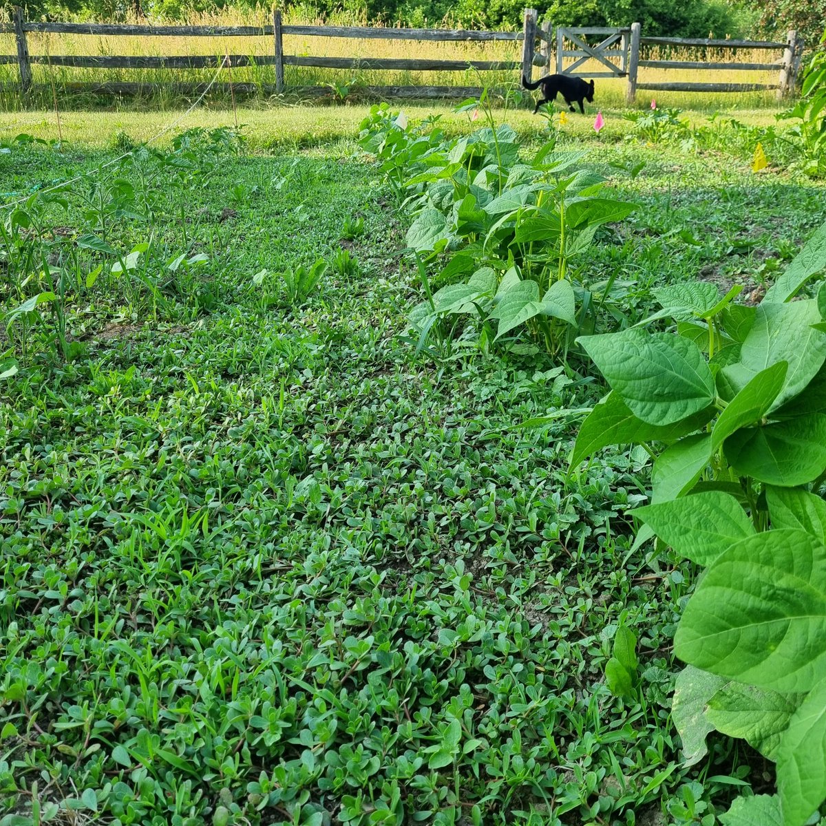 The only thing edible in my garden is the weeds right now, so purslane salad with chickpeas and pickled onions it is. 150 cals.