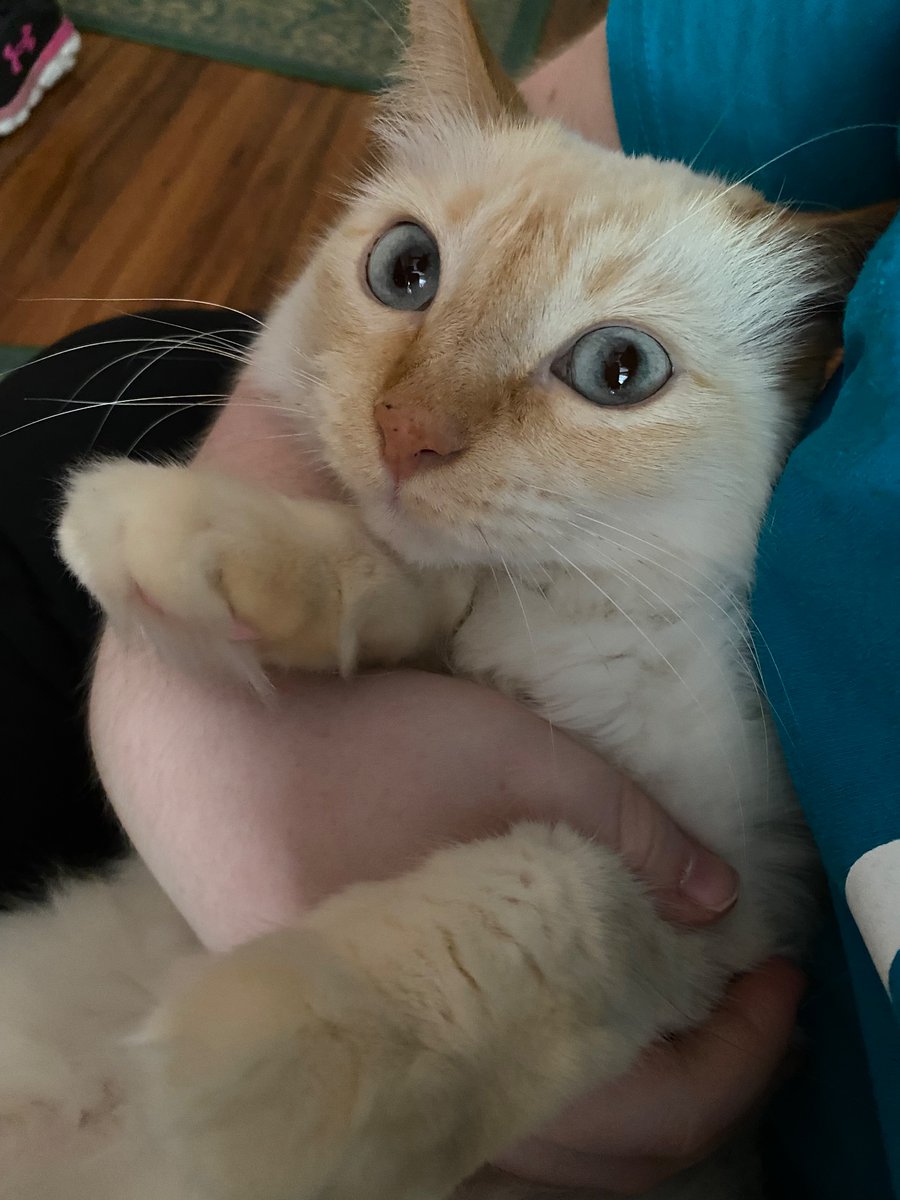 MabeltheCat7's tweet photo. …Unhand me. https://t.co/qOce8k6Xan