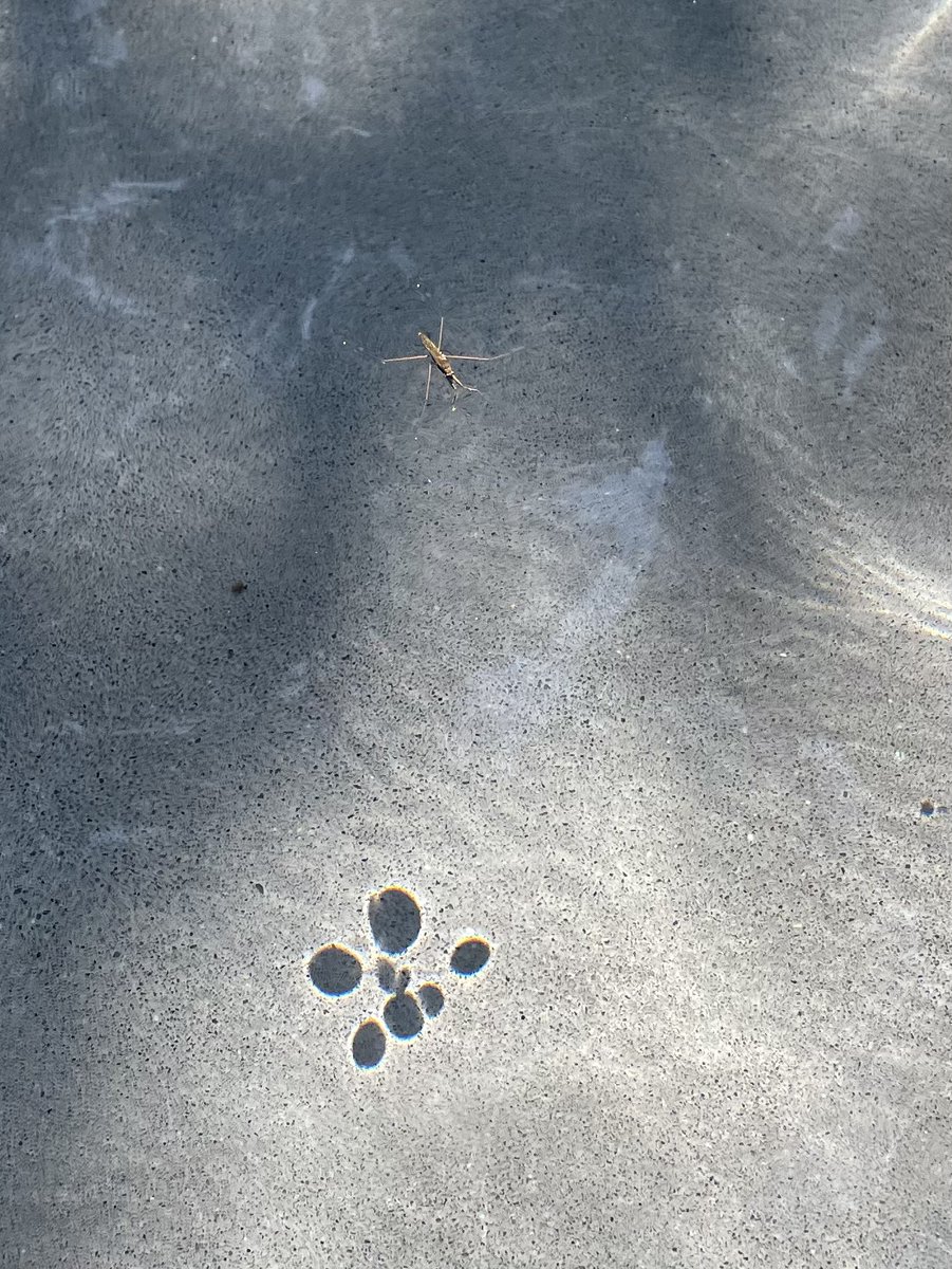 Hey kids! What do you wonder? What do you notice? #STEM #nature #shadows <a href="/dailystem/">dailySTEM Chris Woods</a> #insects #surfacetension #waterstrider #geometry