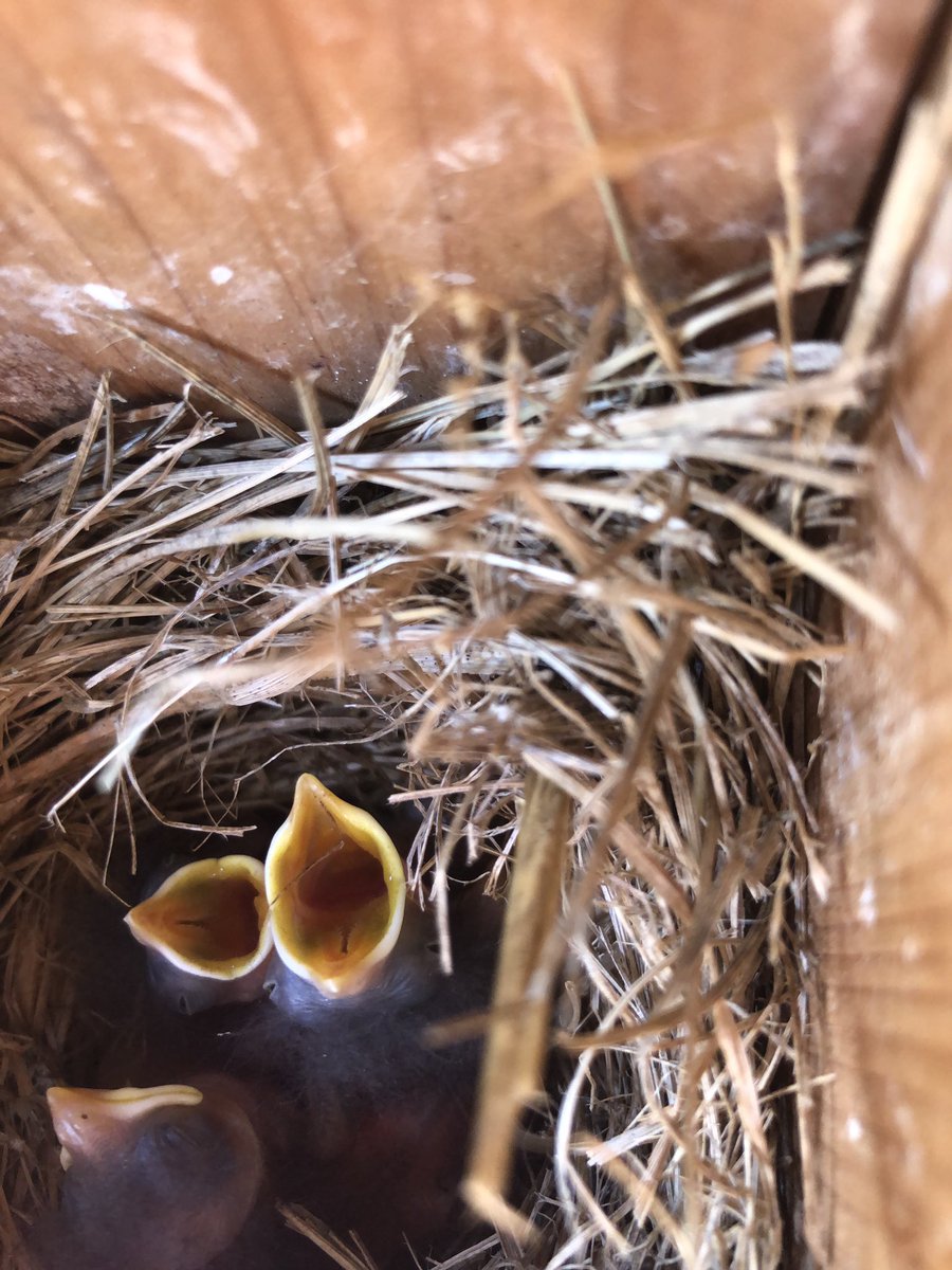 lmgbeard's tweet photo. Bird house that my granddaughter painted *daughter of @Lsumab11 
we have blue bird babies and I couldn’t be more excited….photos are hard to get cause i hung it too high and the door opens on the side!! I’m out of original @ChinookSeedery seeds to feed!! https://t.co/lPs7XYEo4q