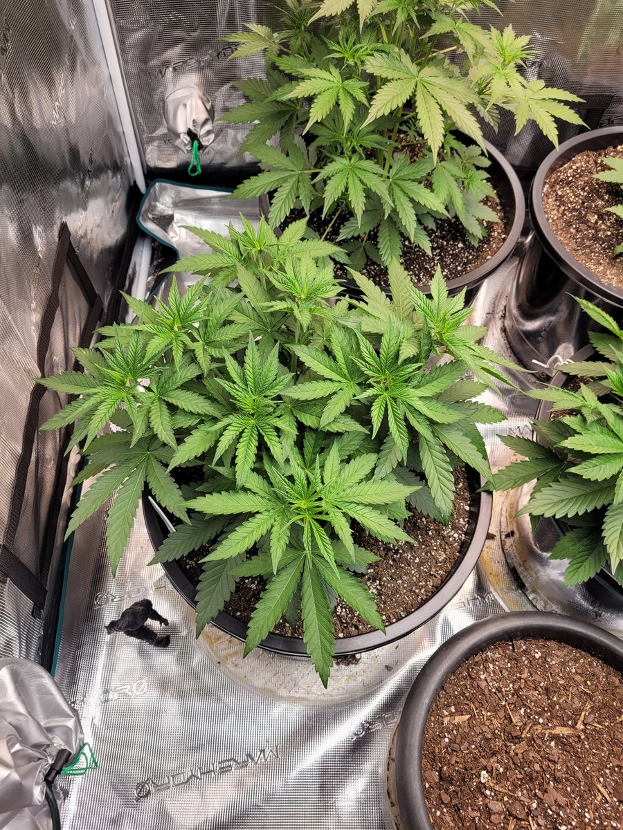 smokingbrew's tweet photo. 1 week after topping. I think it's looking pretty awesome🤘 https://t.co/6e8Q6qwxKq