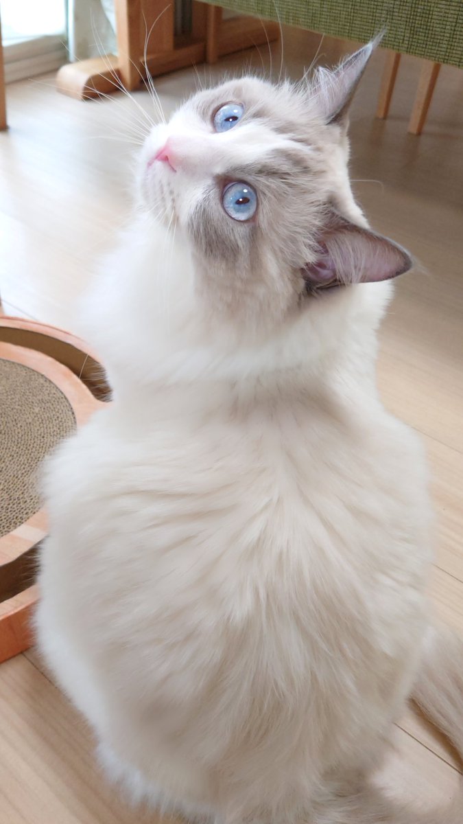 涼しげなアイスブルーの瞳🧊❄

#猫 #猫がいる幸せ #ラグドール #Cat
