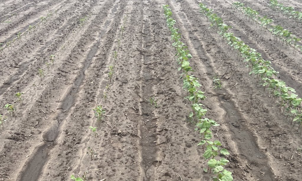 I know everyone has seen this before but it’s the first time its my plots. Our regional cotton IST test. Left is untreated non-ThrvyOn and the right is untreated ThryvOn planted the same day. Untreated averaged ~380 thrips per 5 plants. ThryvOn ~18 per 5 plants #MOCotton
