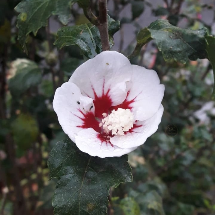 #ph #photography #photoshooting #flower #flowers #naturephotography #nature #fotografia #flor #flores #naturaleza #fotografianaturaleza 🪷