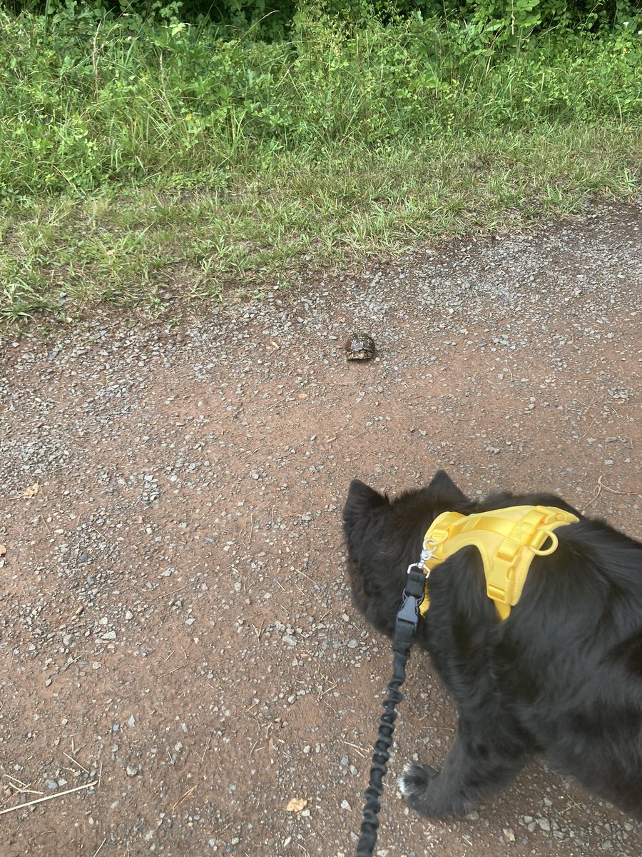 @rebel_yelling he says thank you! he found a tiny turtle!