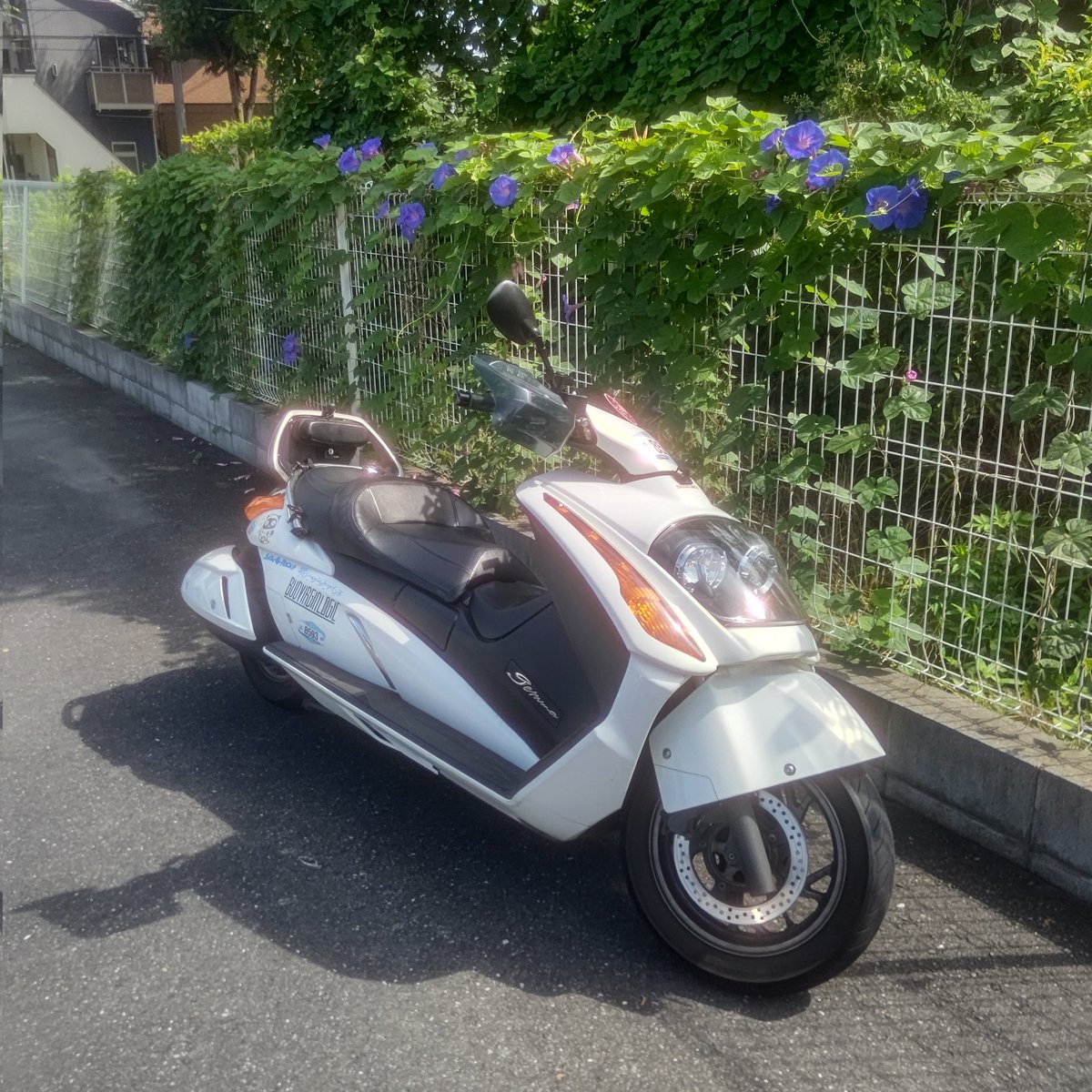 【ジェンマ散歩】
夏っぽい風景ですネ♪