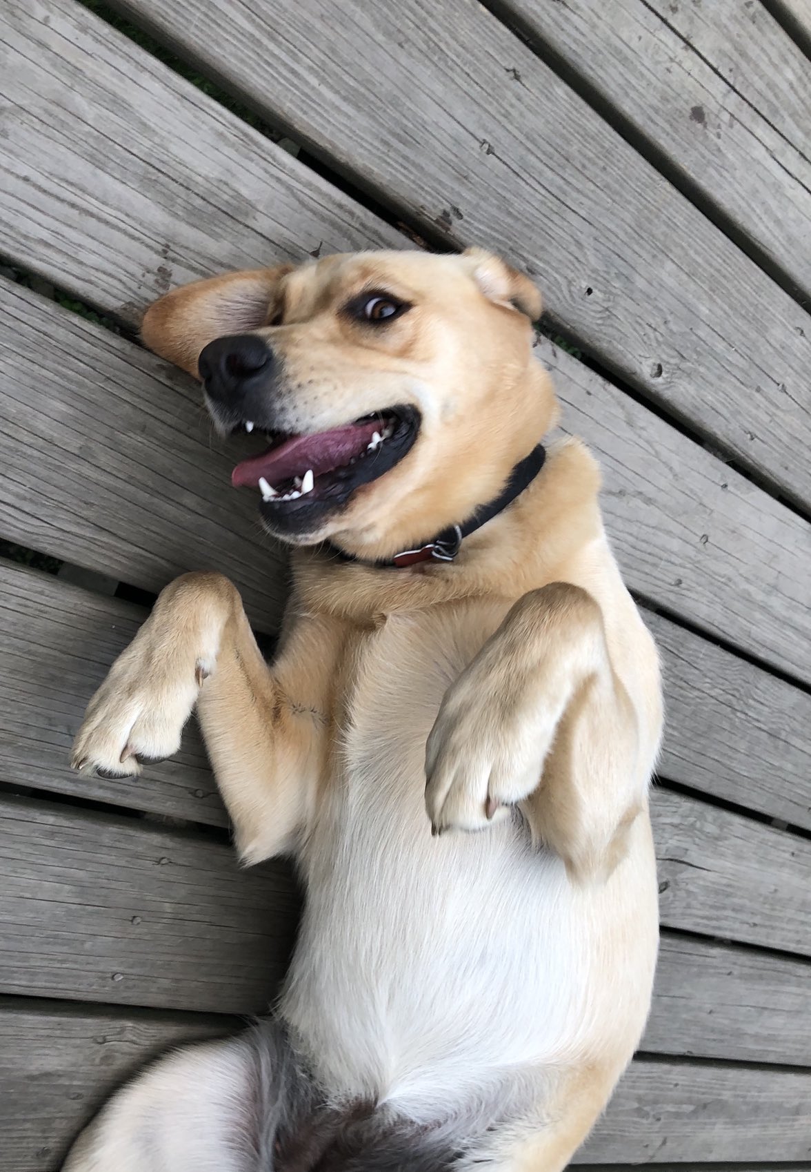 Old Hollow Tree on Twitter "The best dog names have two hard syllables