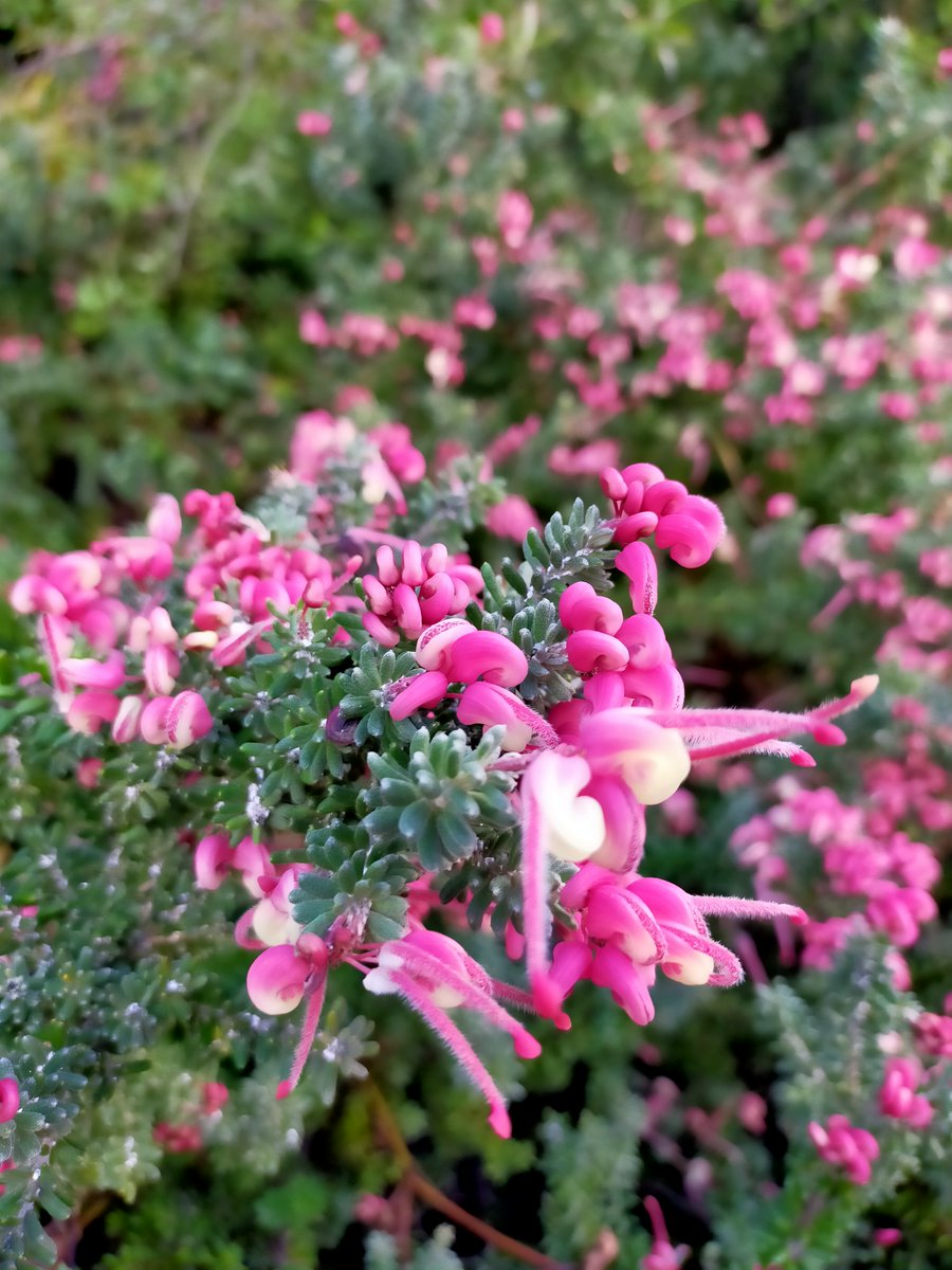 A little cold weather at the Australian National Botanic Gardens @ANBG doesn’t stop Grevillea lanigera from putting on a show! Also known as ‘Woolly Grevillea’, this hardy native sports fine hairs on its leaves and branchlets. Flowering now in the Rock Garden.