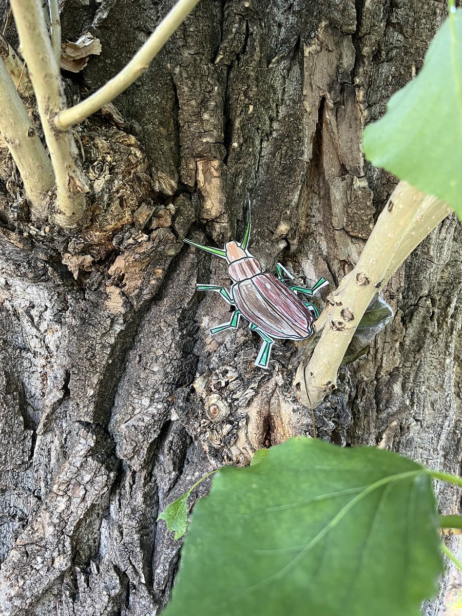 Today grade 1 &amp; 2 students put their ‘careful observer’ skills to the test at Confederation Park! We were so grateful for such a beautiful day exploring the land. #WeAreCBE