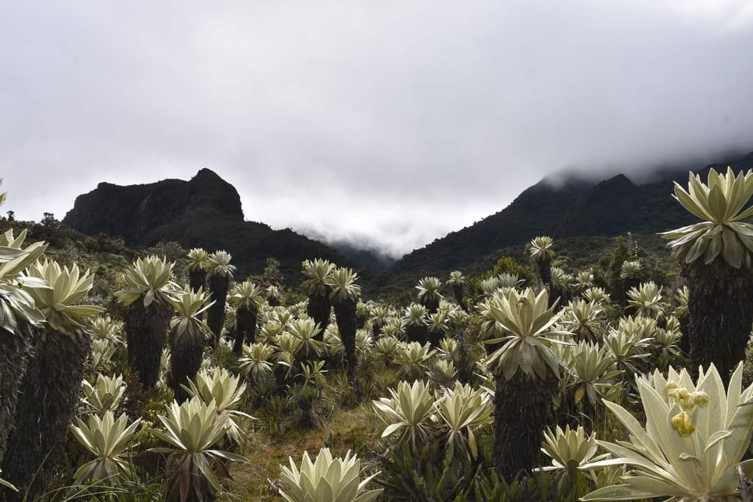 JorgeBritoM's tweet photo. De regreso de una bonita pero dura travesía en la Reserva Sabia Esperanza. 
Montañas, frailejones y niebla, fueron nuestros acompañantes durante el muestreo.
#INABIO https://t.co/SHsKeP8v0X