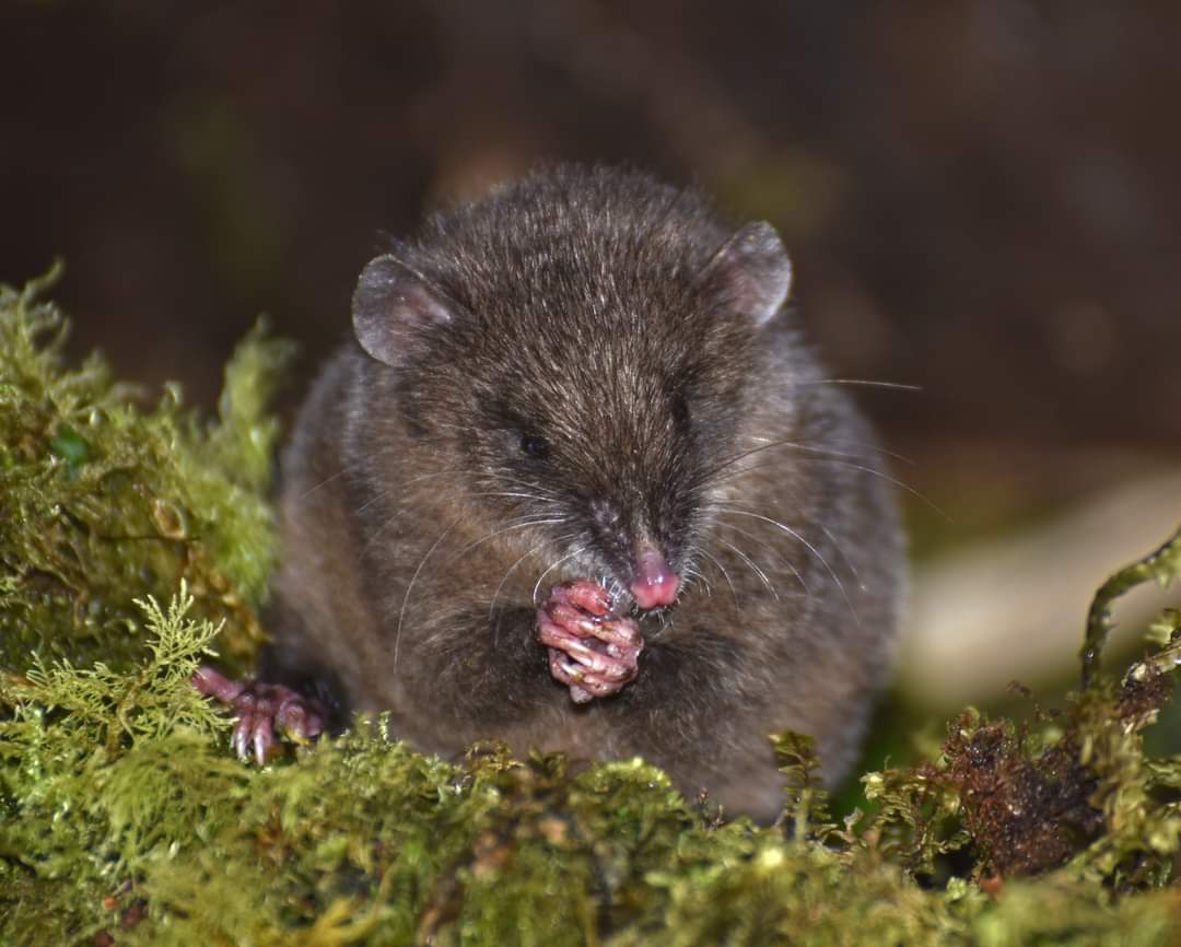 De regreso de una bonita pero dura travesía en la Reserva Sabia Esperanza. 
Montañas, frailejones y niebla, fueron nuestros acompañantes durante el muestreo.
#INABIO