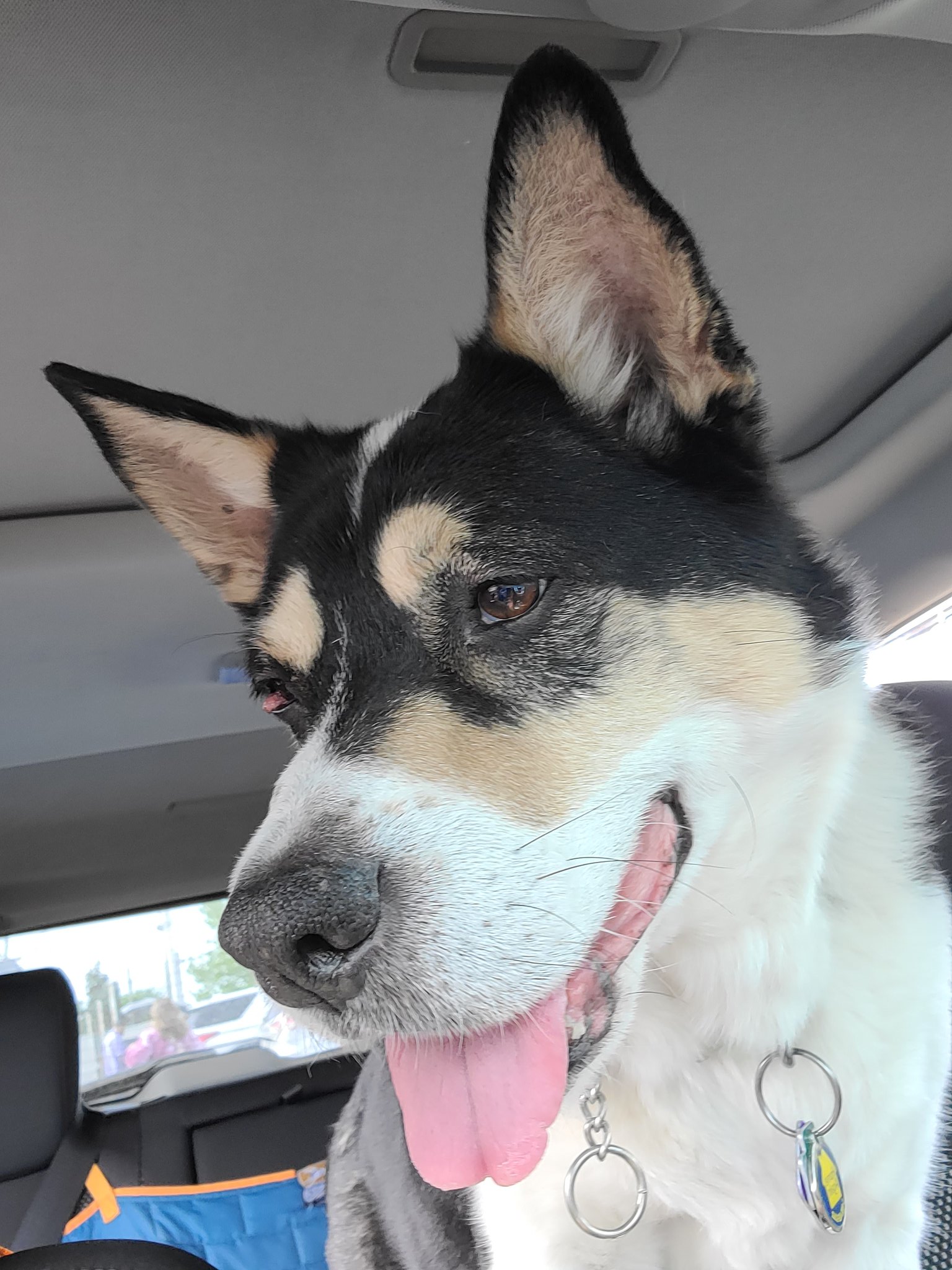 Old Hollow Tree on Twitter "The best dog names have two hard syllables