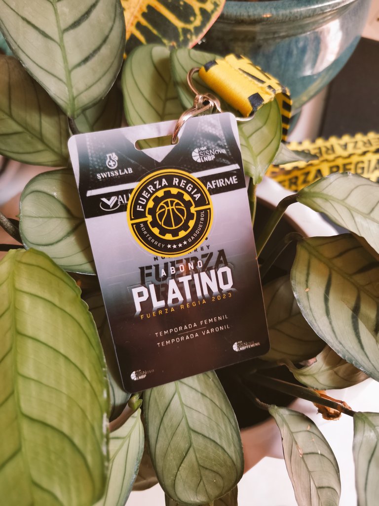 Chenfore's tweet photo. A me dijeron que le pusiera abono a las plantas, yo hice mi trabajo y salí regañado. @Fuerza_Regia @FuerzaRegiaFem @ChangoRegio #asinoera #plantas #lnbp https://t.co/DUcbZQIKoO
