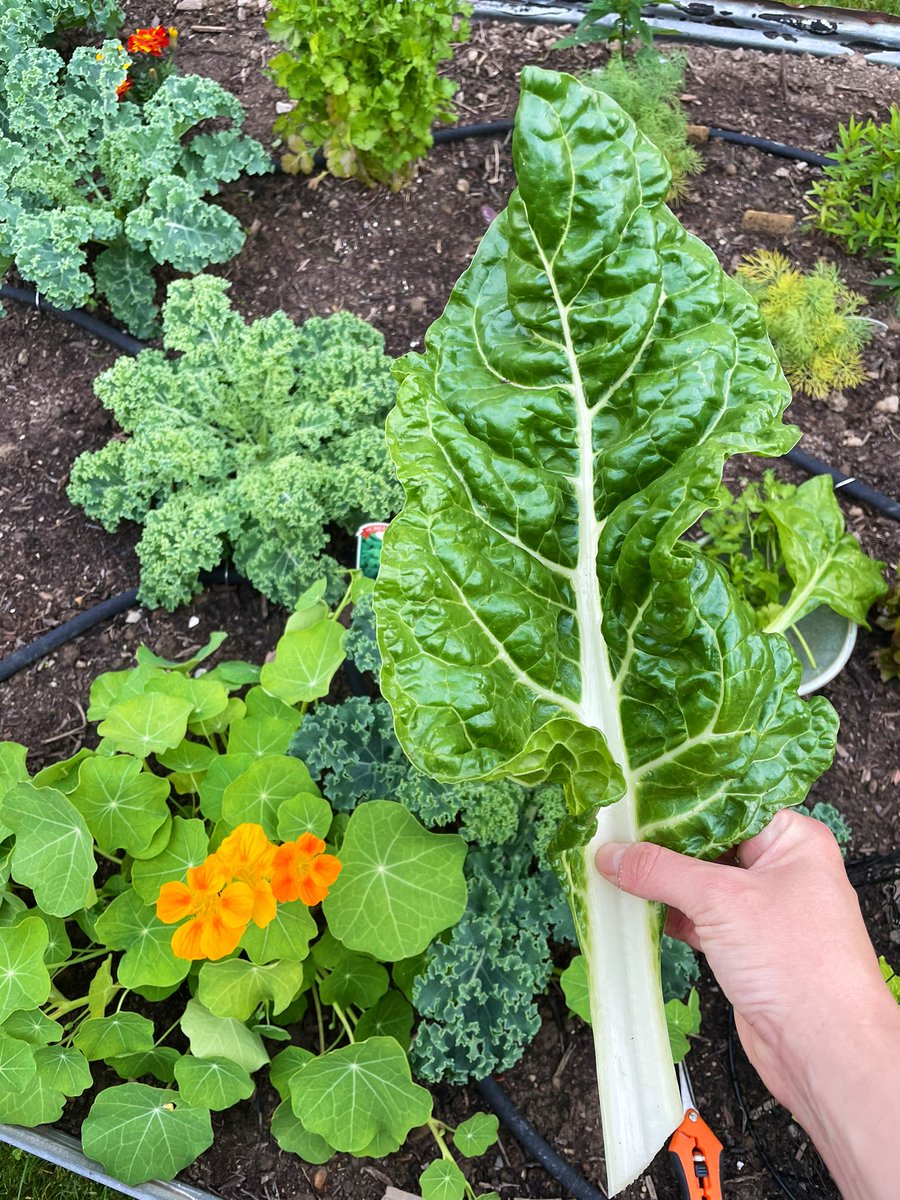 TechWithHannah's tweet image. Sooo many goodies 🤗🥒🌱
#gardening #gardenlover