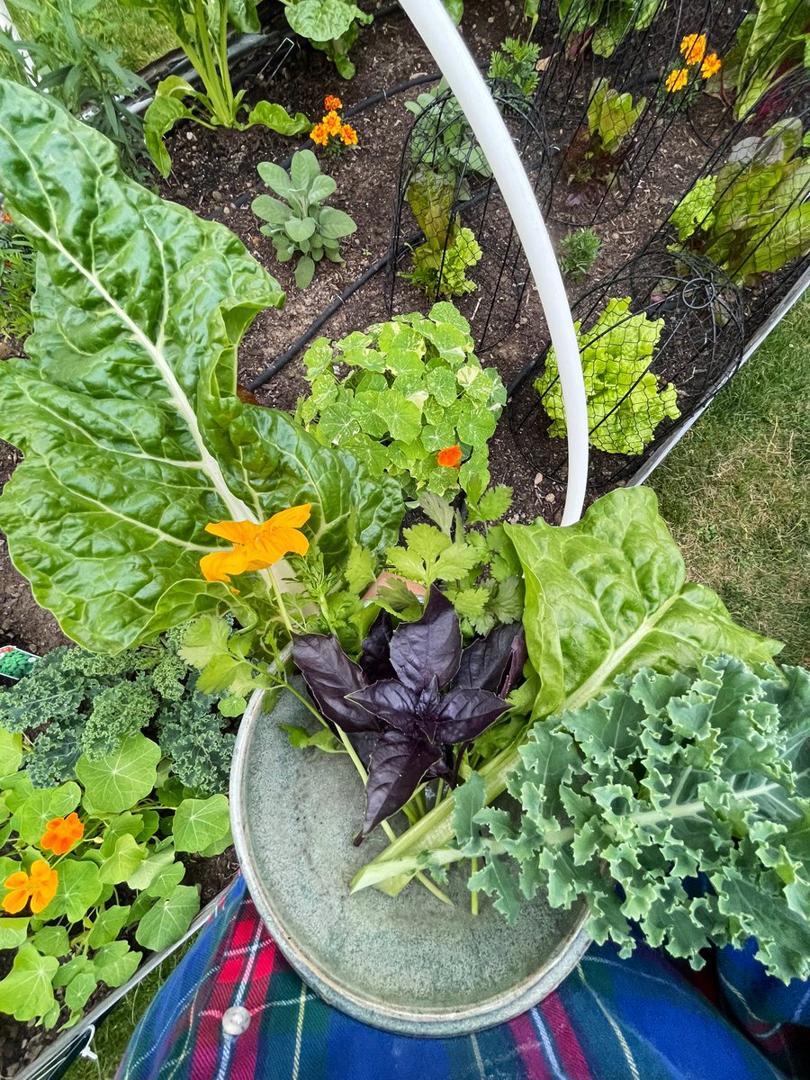 TechWithHannah's tweet image. Sooo many goodies 🤗🥒🌱
#gardening #gardenlover