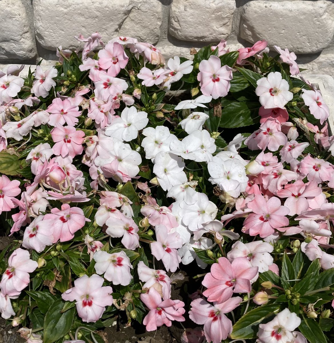 Nandita Sen on Twitter "RT LindaWegner1 Impatiens is also known as