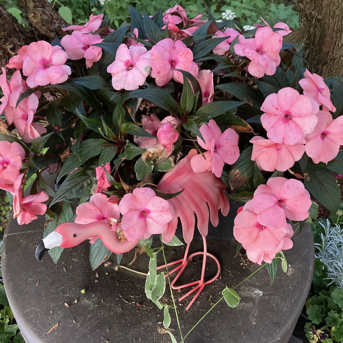 Nandita Sen on Twitter "RT LindaWegner1 Impatiens is also known as