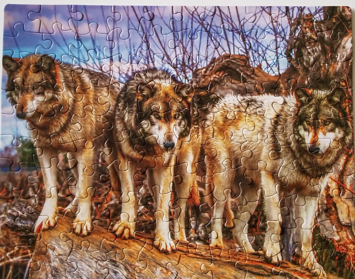 #JigsawPuzzle #Wolves 🧩🧩🐺🐺🐺🐺🐺