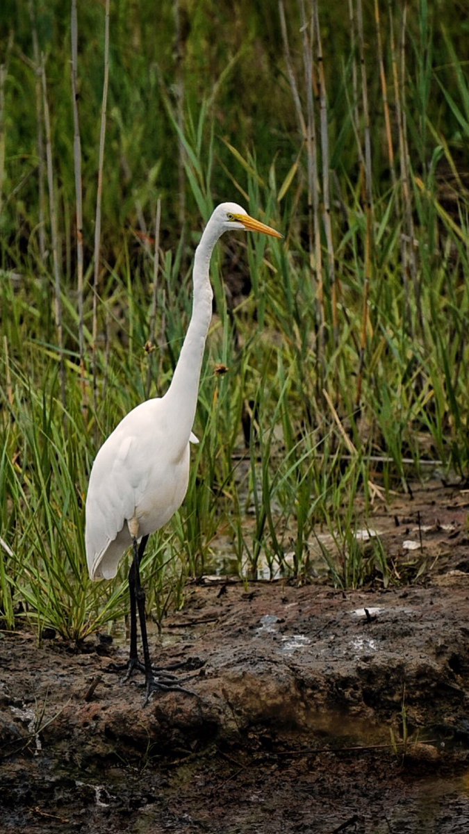 trowphoto tweet media