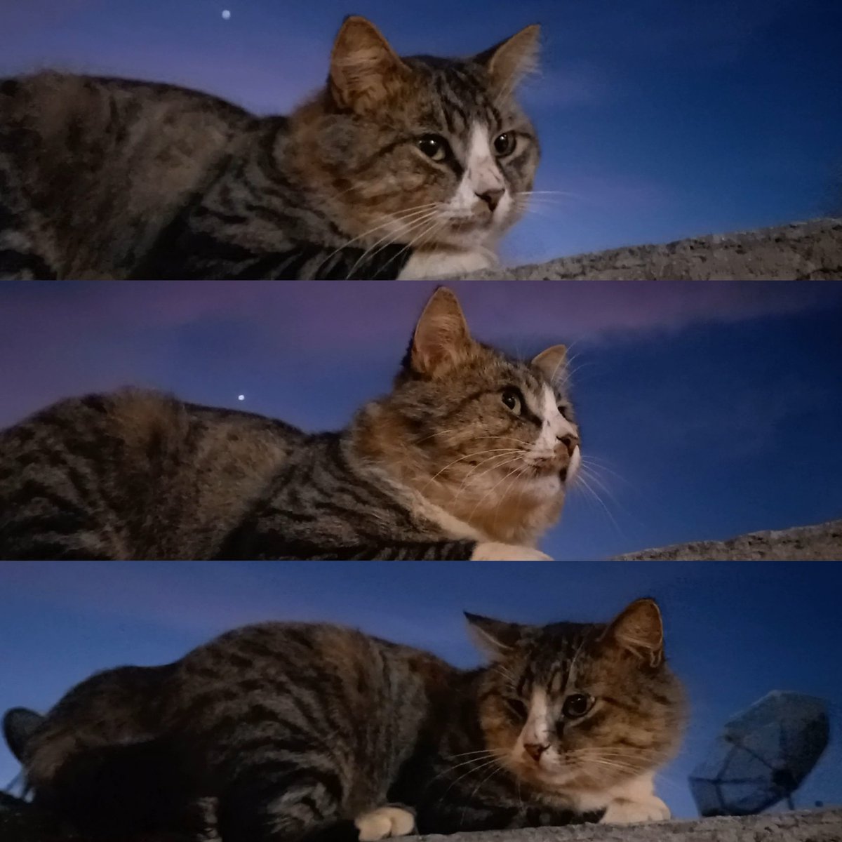 veigagude's tweet photo. Lindo, fotogênico e mal humorado #gato https://t.co/FkTD2nVjQ7
