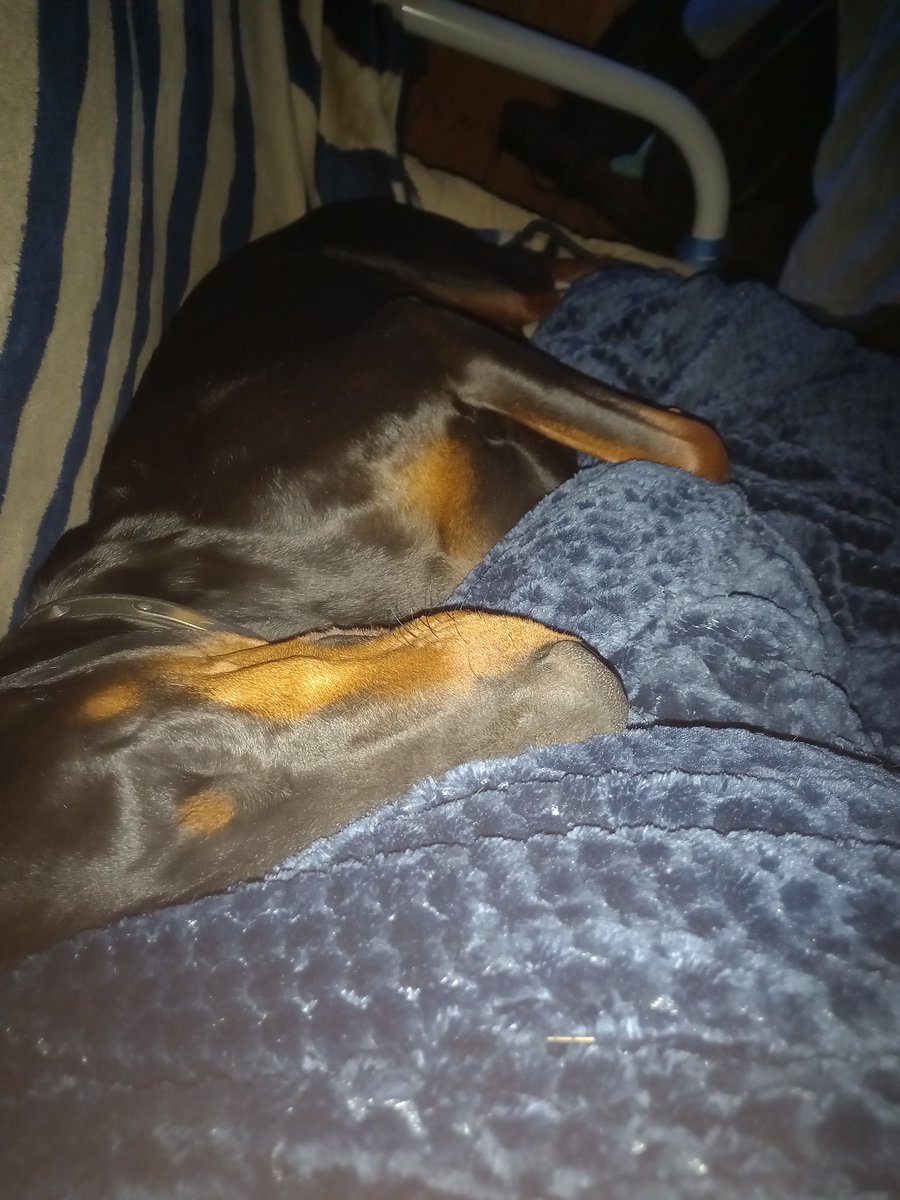 Angiewelly1's tweet photo. I do not spoil my dog and she definitely doesn't share my bed....oh, hang on... https://t.co/dd09EiWGey