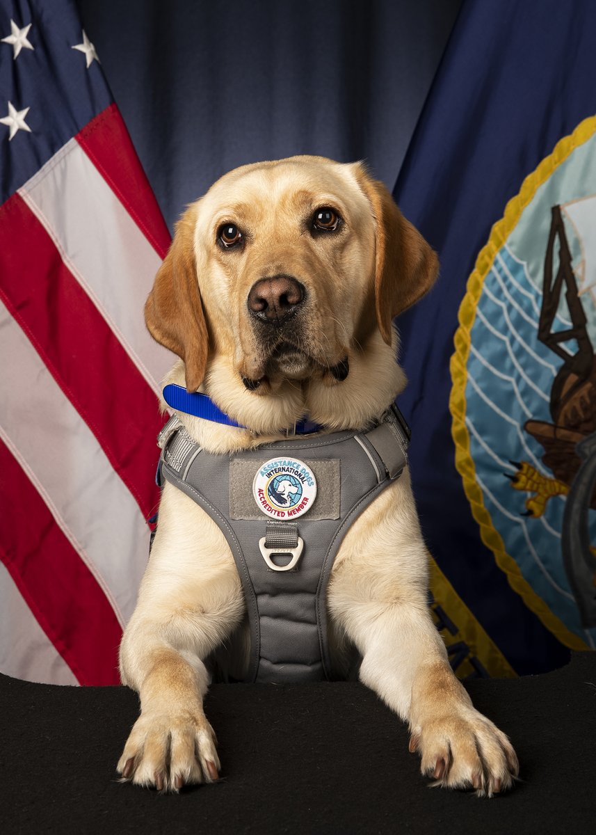 Happy National Take Your Dog to Work Day! 🐾💼

Captain Sage went on her first flight and got her official studio photo taken!

#takeyourdogtoworkday #Sage #Spartans #hsm70 #ussgeraldrford #usnavy #integrityatthehelm
