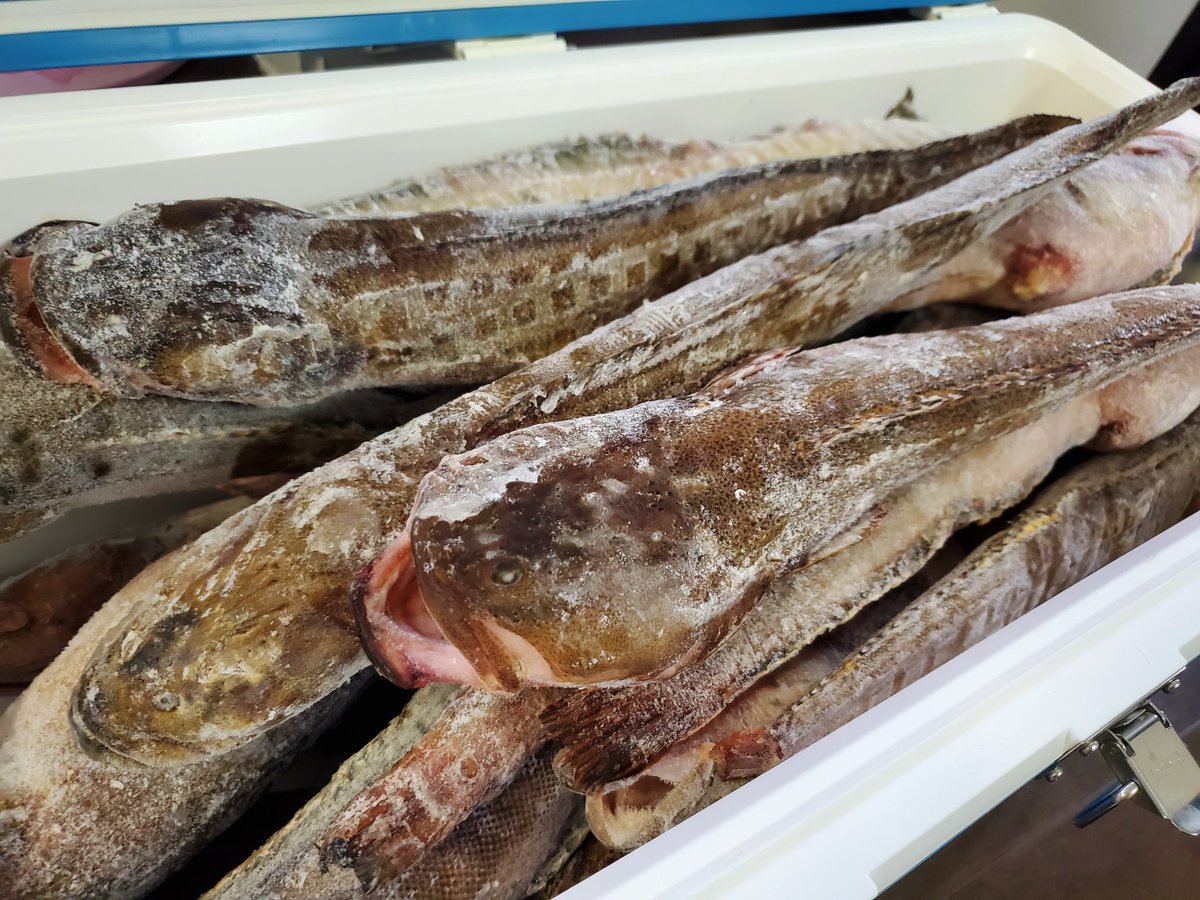 Yinji_Li's tweet photo. #ナガヅカ 様不時着!
違った
無事着❗️😆
迫力がすごい❗️✨️
#Nagazuka fish just arrived!
All the way from #Hokkaido!
#漁する女子用
#漁の話 #解剖 #魚食
#fishfortomorrow
#Nagazukafishery
#fishanatomy
#fisheating
#GirlsWhoFish https://t.co/JvwEeK8C5K