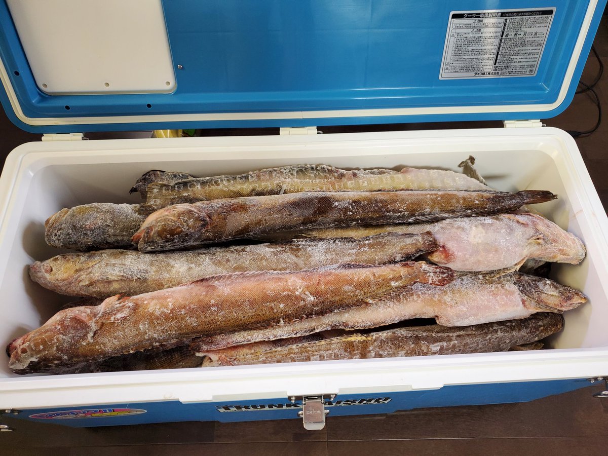 Yinji_Li's tweet photo. #ナガヅカ 様不時着!
違った
無事着❗️😆
迫力がすごい❗️✨️
#Nagazuka fish just arrived!
All the way from #Hokkaido!
#漁する女子用
#漁の話 #解剖 #魚食
#fishfortomorrow
#Nagazukafishery
#fishanatomy
#fisheating
#GirlsWhoFish https://t.co/JvwEeK8C5K