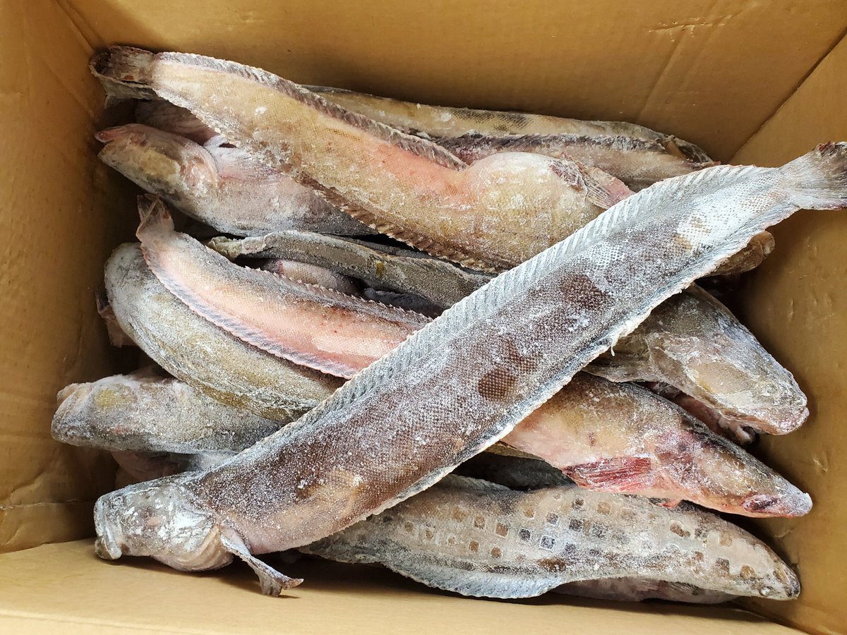 Yinji_Li's tweet photo. #ナガヅカ 様不時着!
違った
無事着❗️😆
迫力がすごい❗️✨️
#Nagazuka fish just arrived!
All the way from #Hokkaido!
#漁する女子用
#漁の話 #解剖 #魚食
#fishfortomorrow
#Nagazukafishery
#fishanatomy
#fisheating
#GirlsWhoFish https://t.co/JvwEeK8C5K