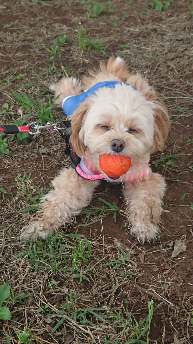 今日のれあちゃん
葛西臨海公園で朝散歩
朝から暑くてすぐバテちゃいました🥵
#ポメプー
#葛西臨海公園