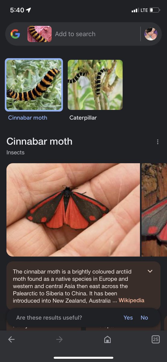 Found this cool looking caterpillar and did a google image search to figure out exactly what it is. Nature is so cool looking sometimes. #CinnabarMoth