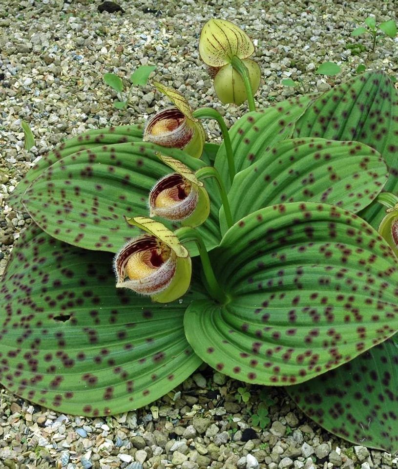 Cypripedium fargesii, A dwarf slipper orchid from the mountains of Sichuan, Gansu, and Hubei in China

#orchids #plants