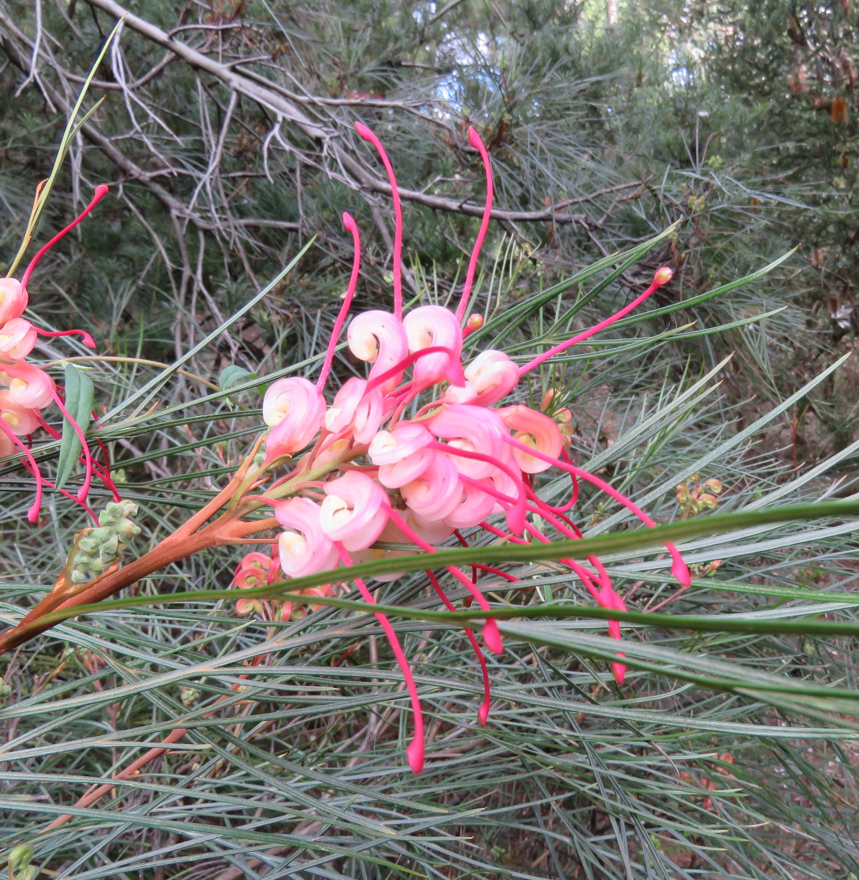 Grevillea 'Long John