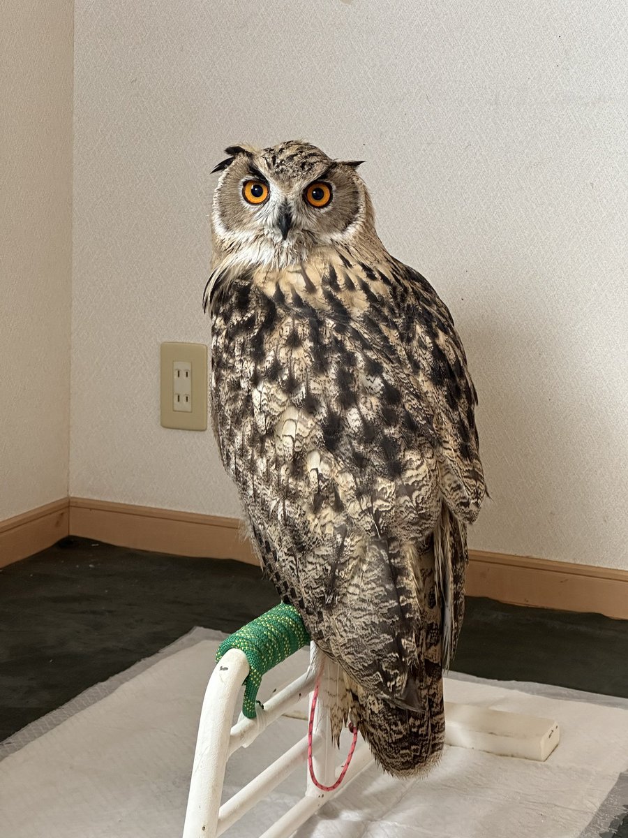 フクロウ香合 フクロウ 置物 白金 二色 風水 縁起物 二種 : 菱がたオンライン