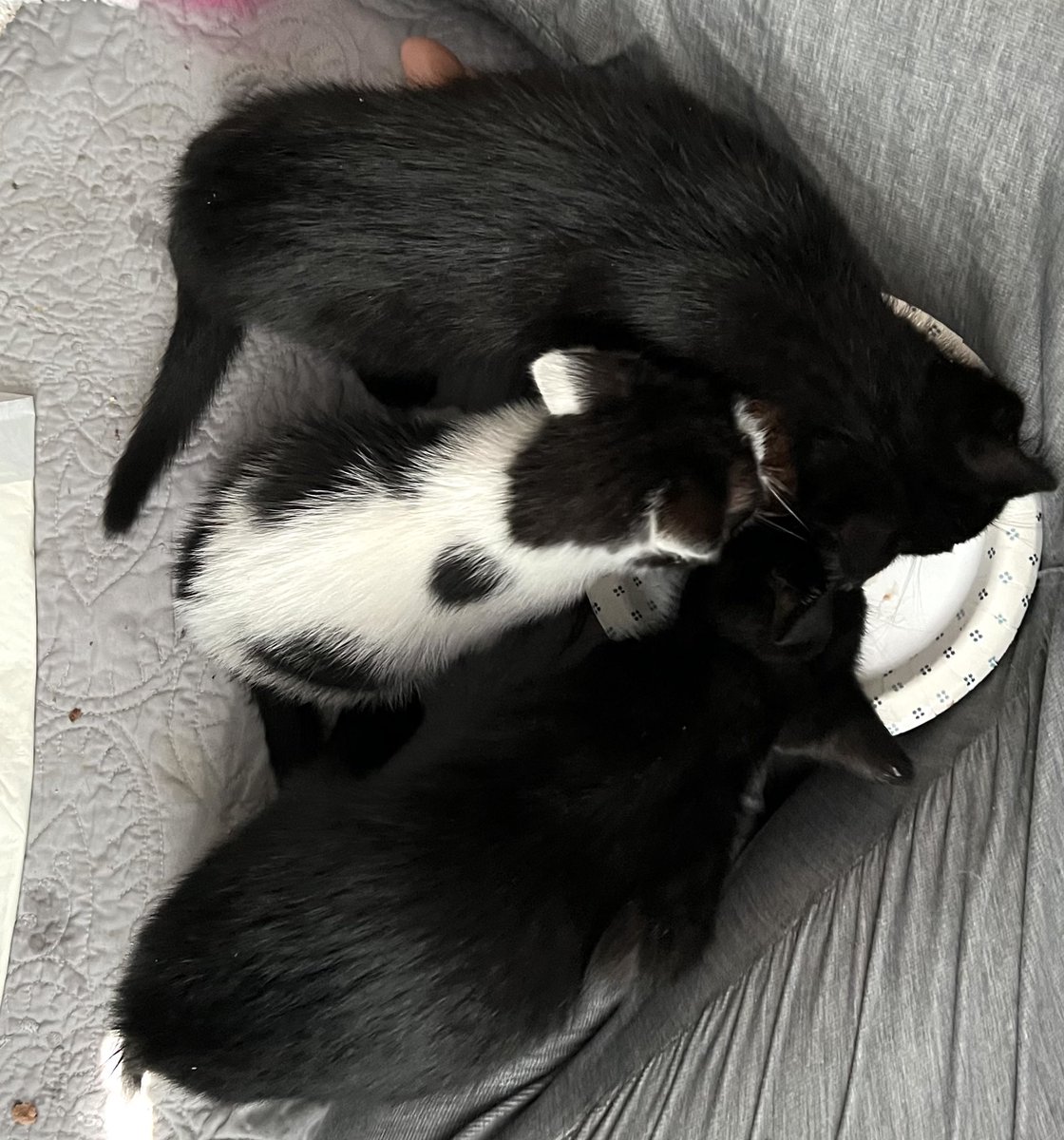Hoarding Enabler on Twitter "Hey anybody want to adopt a kitten? In